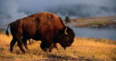 Woman gored by bison, tossed 10 feet in the air at Yellowstone park - globalnews.ca - state Ohio - county Yellowstone