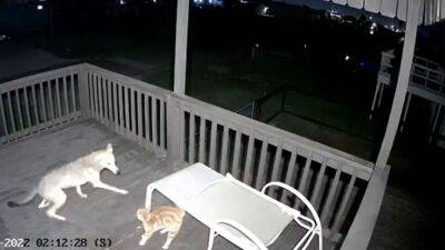 Cat faces off with coyote on Texas porch in wild video: ‘He was a fighter’ - fox29.com - state Texas
