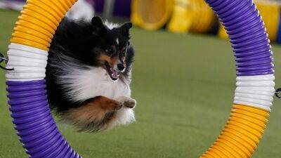 Timothy A.Clary - Westminster dog show 2002: Schedule, how to watch on TV, livestream - fox29.com - New York - state New York