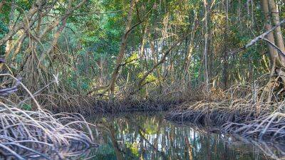 World's biggest bacterium found in Caribbean mangrove swamp - fox29.com - Spain - France - Washington - city Washington - county Lawrence - city Sanctuary - Guadeloupe - Trinidad And Tobago