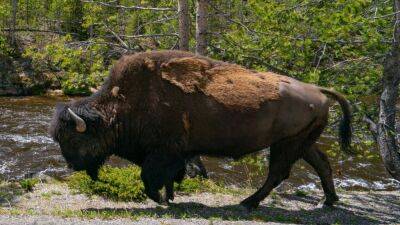 West Chester - West Chester resident 2nd visitor in 3 days gored by Yellowstone park bison - fox29.com - state Pennsylvania - state Ohio - county Chester - county Park - state Wyoming - state Colorado - county Yellowstone - city West Chester, state Pennsylvania - city Cody, state Wyoming