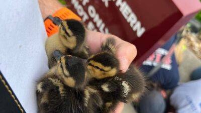 Firefighters get creative to save 5 ducklings from storm drain - fox29.com - Los Angeles - state Missouri - Ukraine