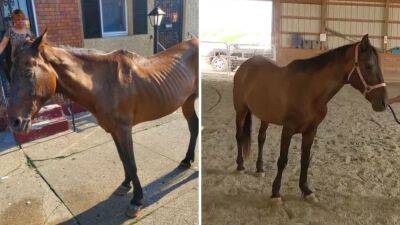 Jenn Frederick - Darien, the horse found abandoned in Philadelphia, temporarily living at Bucks County ranch - fox29.com - county Bucks - city Philadelphia - city Quakertown