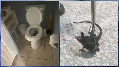 'Look before you sit': South Florida woman finds green iguana hiding in her toilet - fox29.com - state Florida - city Hollywood, state Florida