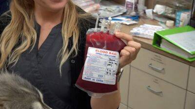 Veterinarians grappling with national pet blood shortage - fox29.com - state South Carolina - Charleston, state South Carolina - city Charleston, state South Carolina