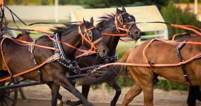 Calgary Stampede - Chuckwagon horse euthanized after Calgary Stampede race - globalnews.ca
