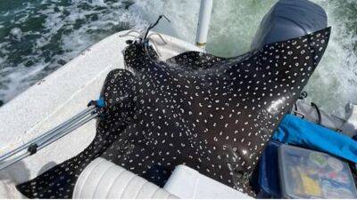 In Alabama, rare 400-pound spotted eagle ray jumps into boat, gives birth - fox29.com - county Island - state Missouri - state Alabama - county Jones - county Ozark - county Dauphin