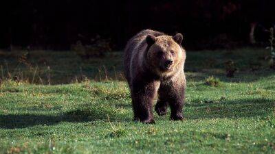 Joe Cole - Grizzly bear returns, kills woman after she scared him off an hour earlier - fox29.com - Usa - state California - state Texas - county Park - state Montana