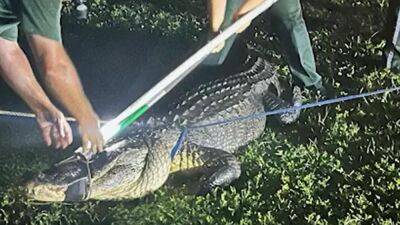 Massive 11-foot alligator in Florida lets out vicious roar while being wrangled - fox29.com - state Florida - county Hill - county Oakland - county Charlotte