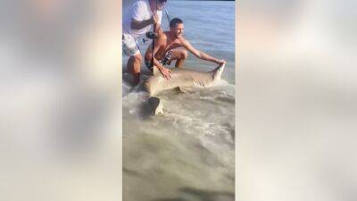 Dave Madonna - Video: Man helps shark caught on the beach in Sea Isle City get back to the ocean - fox29.com - city Isle