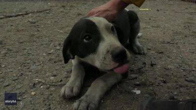 Puppy found wandering among McKinney Fire damage - fox29.com - state California - county Oakland - county Siskiyou