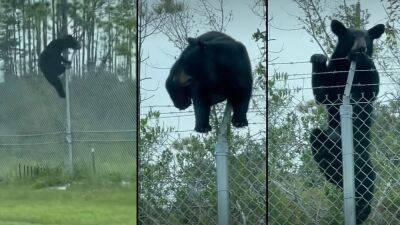 Video: Bear climbs barbed wire fence at Florida Air Force base - fox29.com - state Florida - Panama - city Sandoval