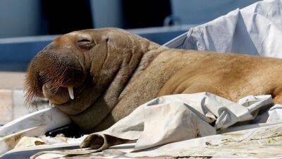 Norway euthanizes popular 1,320-pound walrus Freya - fox29.com - city Berlin - Norway - state Maine - city Oslo