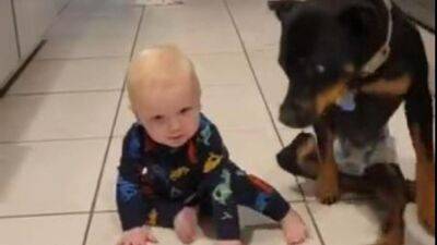 Video: Paralyzed Florida dog shows baby how to crawl in viral TikTok - fox29.com - state Florida - Charlotte, state Florida