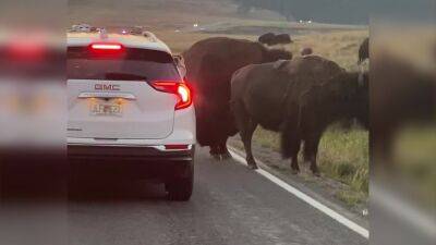 Williams - Bison head-butts car stuck in traffic jam in Yellowstone National Park - fox29.com - state Ohio - county Park - city Detroit - state Colorado - county Yellowstone