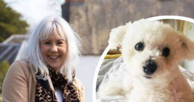 'Intuitive' wonder dog helps woman deal with Covid - 'Stella knows when I'm sick' - ok.co.uk