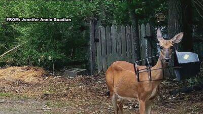 Burlington County community comes together to help protect a deer in distress - fox29.com - state New Jersey - county Burlington - Jersey - city Medford