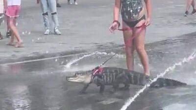 Watch: Girl walks alligator on leash through splash pad on hot day - fox29.com - state Florida - state Pennsylvania - Philadelphia, state Pennsylvania