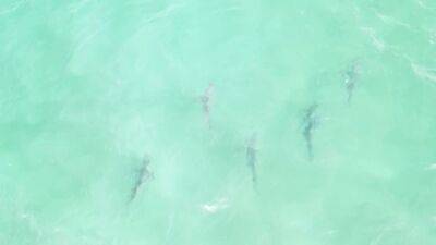 Chris Fischer - Aerial video captures shark snack attack off New York beach - fox29.com - New York - state New Jersey