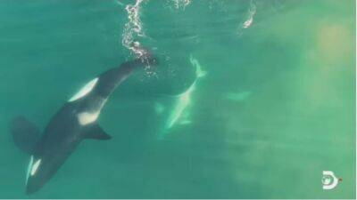 Killer whales hunt 9-foot great white shark in drone video - fox29.com - South Africa - city While