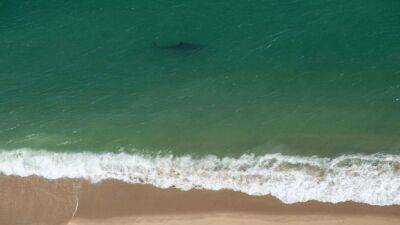 Over 20 great white shark sightings reported off Cape Cod this week, forcing beach closures - fox29.com - state Massachusets - city Boston - Iceland - county Chatham