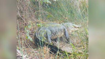 Huge 8-foot alligator carries new hatchlings in Oklahoma: video - fox29.com - state Florida - state Texas - state Oklahoma