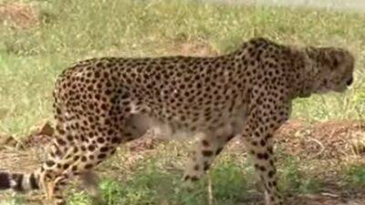 Narendra Modi - India welcomes back cheetahs after 70 years - fox29.com - city New Delhi - India - state Oklahoma - Namibia