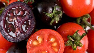 USDA OKs GMO purple tomatoes with enhanced ‘nutritional quality’ - fox29.com - Usa - Britain - county Centre