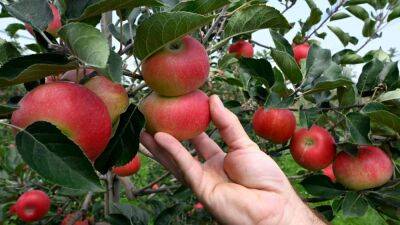 Kick off apple harvest season at the 4th annual Apple Fest in Salem County - fox29.com - state Delaware - county Salem