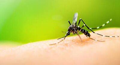 Already over 4100 dengue cases reported in Sri Lanka in 2023 - newsfirst.lk - Sri Lanka