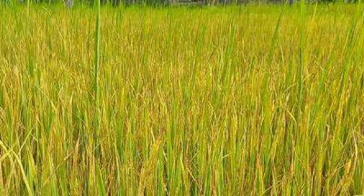 Paddy farmers helpless as rice plants turn yellow - newsfirst.lk - Sri Lanka