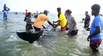 Operation to rescue 14 beached pilot whales in Kalpitiya - newsfirst.lk - Sri Lanka