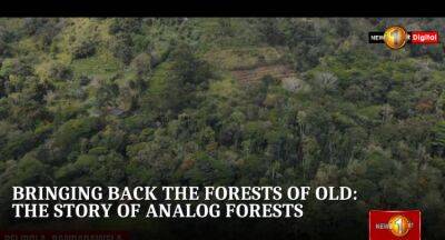 Bringing back forests of old: the story of Analog Forests - newsfirst.lk - Sri Lanka