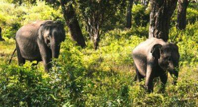 Sri Lanka planning to set up new Elephant Corridors - newsfirst.lk - Sri Lanka