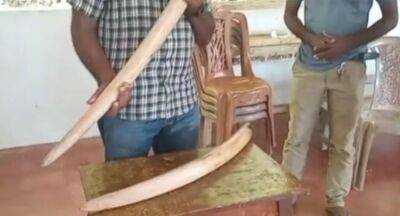 Man arrested with elephant tusks; Cops say Crime Syndicate behind the racket - newsfirst.lk - Sri Lanka