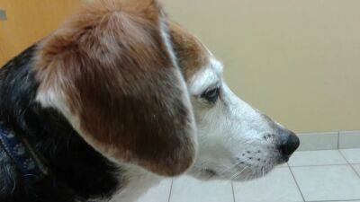Philadelphia veterinarians see alarming rise of canine flu - fox29.com