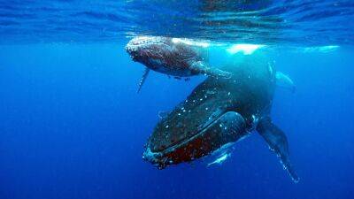 Lonely tunes: Fewer humpback whales wail as population grows, study finds - fox29.com - Australia - Washington - state Mississippi - Tonga