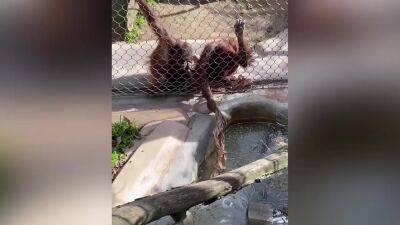 Betty White - Toddler drops bottle near orangutan at LA Zoo: Watch what happens next - fox29.com - Los Angeles - city Los Angeles