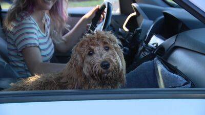Proposed bill would ban dogs from sticking heads outside car windows - fox29.com - state Florida