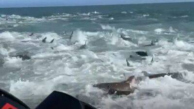 Watch: Fishermen spot sharks in huge feeding frenzy off Louisiana coast - fox29.com - state Louisiana