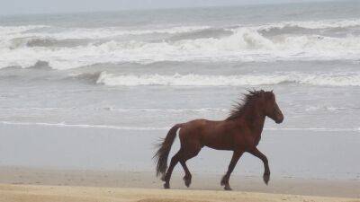 11-year-old Outer Banks wild stallion euthanized after severe fighting injury - fox29.com - state North Carolina - county Banks