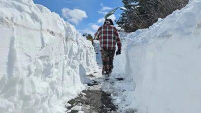 Volunteer shovel brigade clears snowy path to help migrating Yellowstone bison - fox29.com - state Montana - county Yellowstone