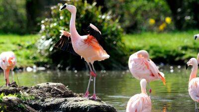 Flamingos form cliques within their flocks, new study finds - fox29.com - Britain - Washington - Chile - city Wichita - county Sedgwick