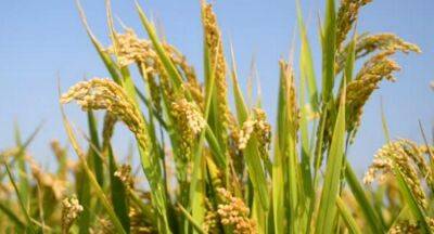 Sri Lanka, USAID, and FAO to boost rice-based ecosystem productivity - newsfirst.lk - Usa - Sri Lanka - city Manila