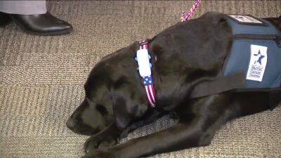 UPenn launches therapy dog program to assist America's heroes - fox29.com - state Pennsylvania - city University, state Pennsylvania
