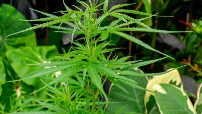 John Carney - Delaware House approves legalizing recreational marijuana - fox29.com - Thailand - state Delaware - city Bangkok, Thailand