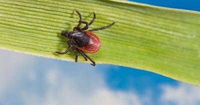 A rare, tick-borne disease is spreading in Canada. What to know - globalnews.ca - Usa - Canada - state Vermont - state New Hampshire - state Maine