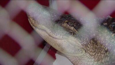 Must watch: 8-foot alligator hisses as it's removed from North Philadelphia rowhome - fox29.com - city Philadelphia