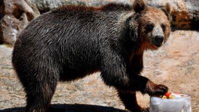 Bear spared from execution despite fatal mauling of Italian woman - fox29.com - Italy - Eu - city Rome