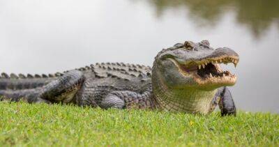 Alligator found with human foot in its mouth after biting off Florida man’s leg - globalnews.ca - state Florida - county Brevard - state Oklahoma